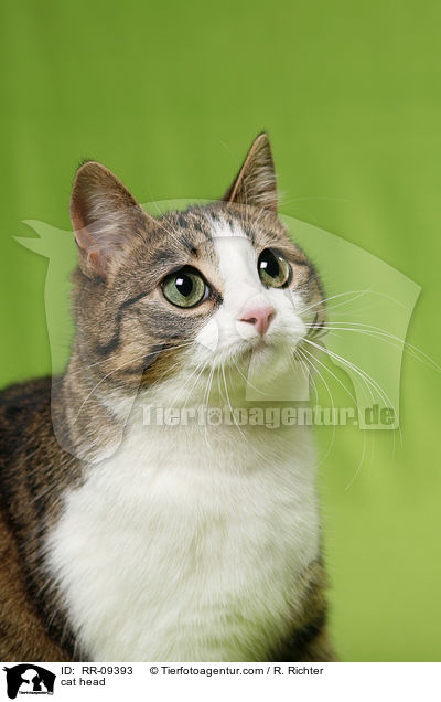 Katze Portrait / cat head / RR-09393