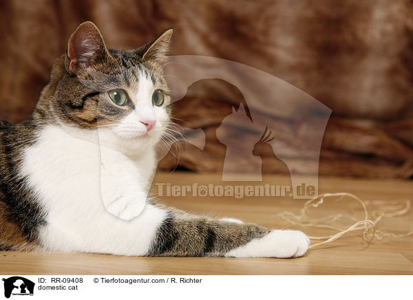 Katze / domestic cat / RR-09408