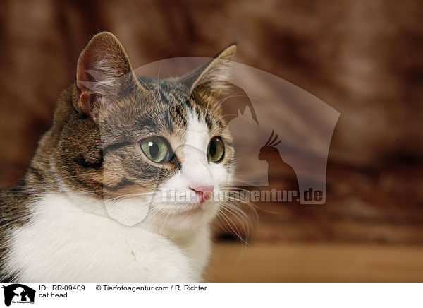 Katze Portrait / cat head / RR-09409