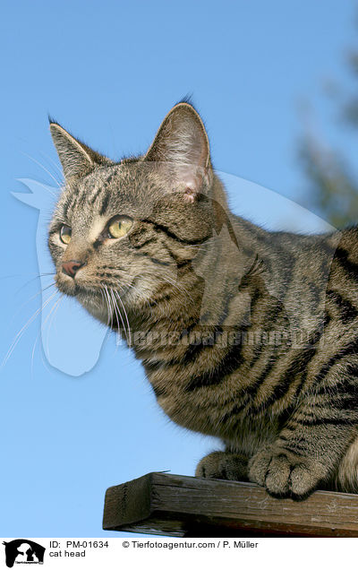Katze im Portrait / cat head / PM-01634