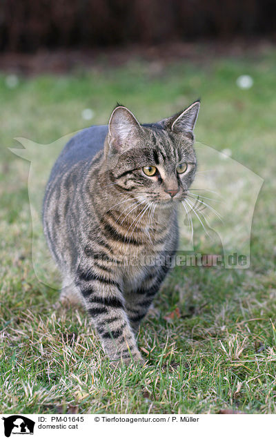 Hauskatze / domestic cat / PM-01645