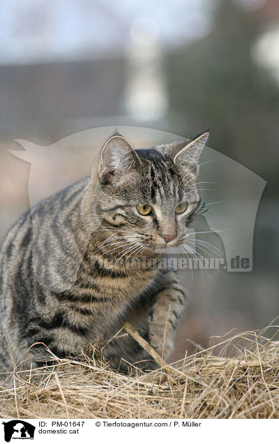 Hauskatze / domestic cat / PM-01647
