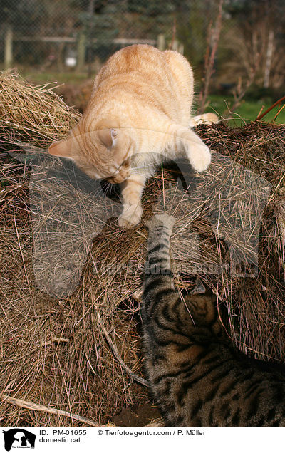 Hauskatze / domestic cat / PM-01655