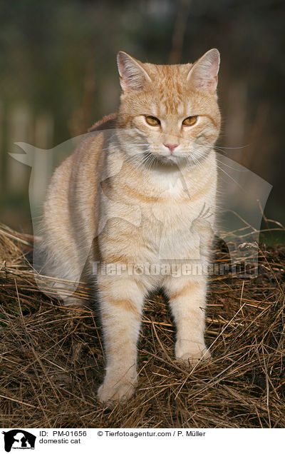 Hauskatze / domestic cat / PM-01656