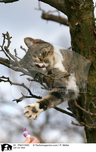 Katze auf Baum / cat on tree / PM-01685