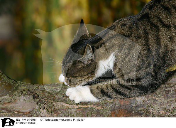 Krallen wetzende Katze / sharpen claws / PM-01698