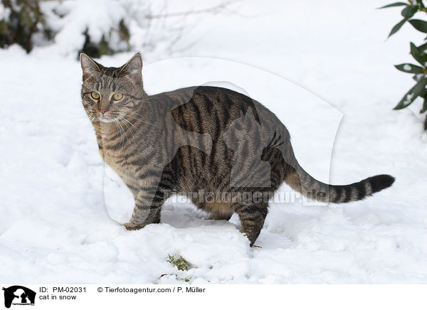Katze im Schnee / cat in snow / PM-02031