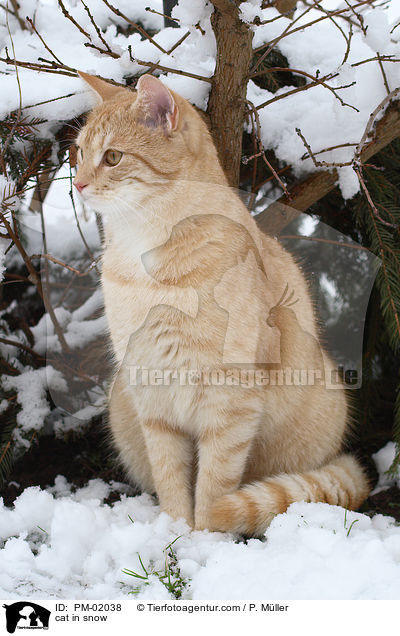 Katze im Schnee / cat in snow / PM-02038