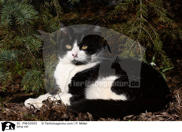 liegende Katze / lying cat / PM-02053