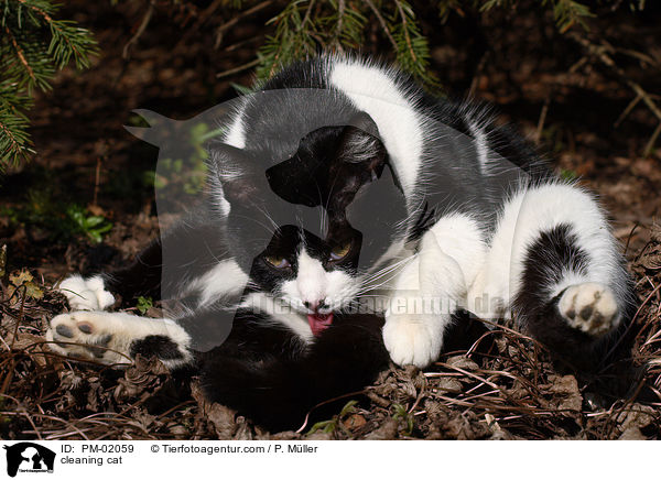 sich putzende Katze / cleaning cat / PM-02059