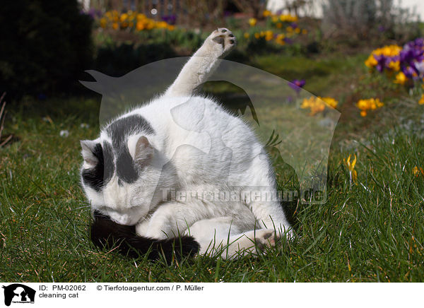 sich putzende Katze / cleaning cat / PM-02062