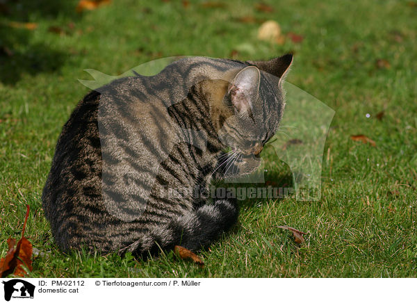 Hauskatze / domestic cat / PM-02112