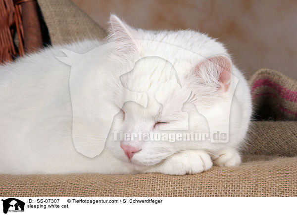schlafende weie Katze / sleeping white cat / SS-07307