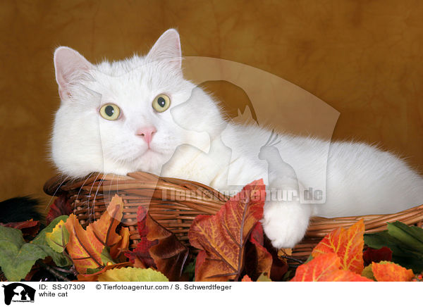 weie Katze / white cat / SS-07309