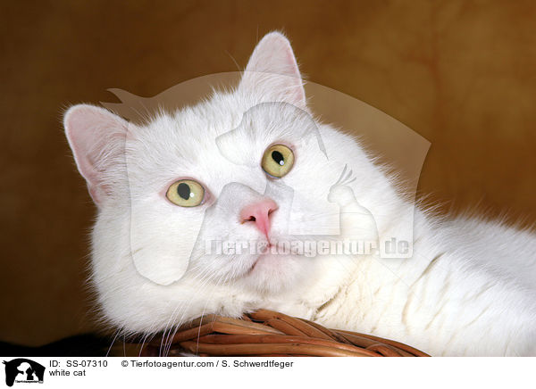 weie Katze / white cat / SS-07310