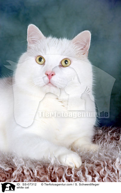 weie Katze / white cat / SS-07312