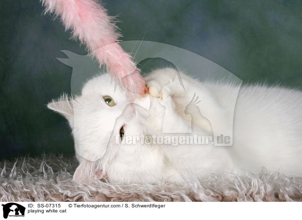 spielende weie Katze / playing white cat / SS-07315