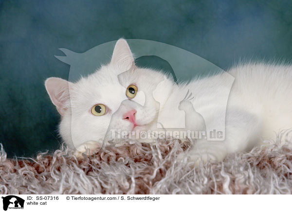 weie Katze / white cat / SS-07316