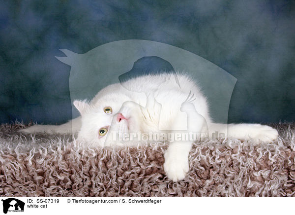 weie Katze / white cat / SS-07319