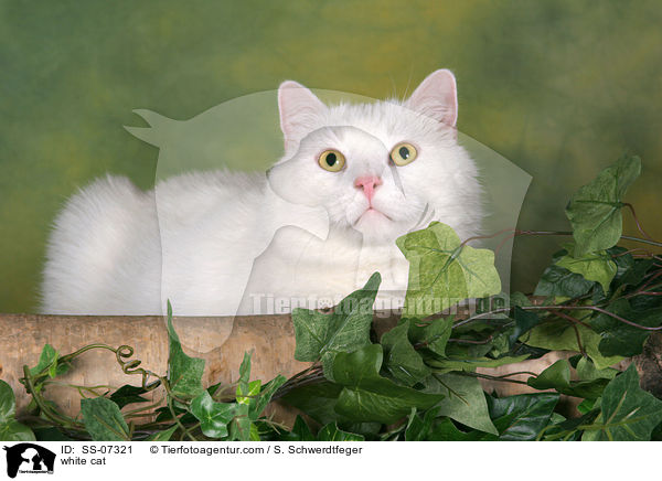 weie Katze / white cat / SS-07321