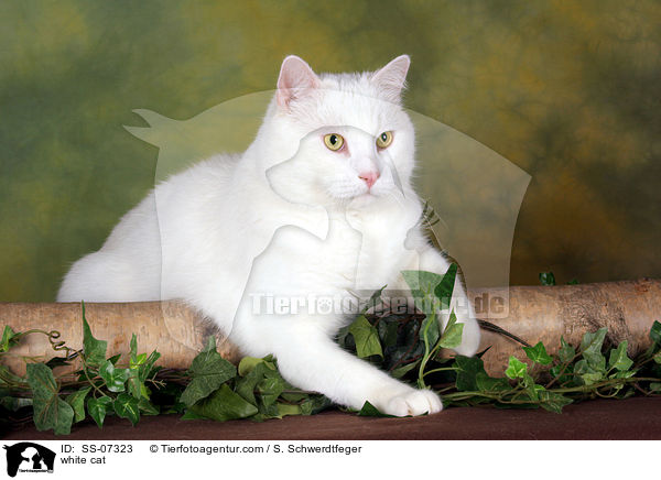 weie Katze / white cat / SS-07323