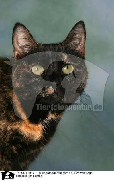 bunte Hauskatze / domestic cat portrait / SS-08017