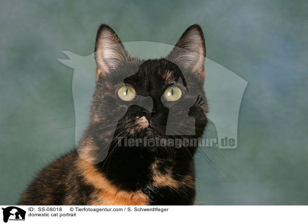 bunte Hauskatze / domestic cat portrait / SS-08018