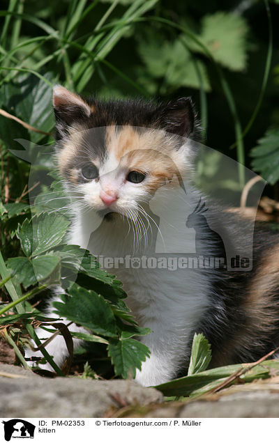 Ktzchen / kitten / PM-02353