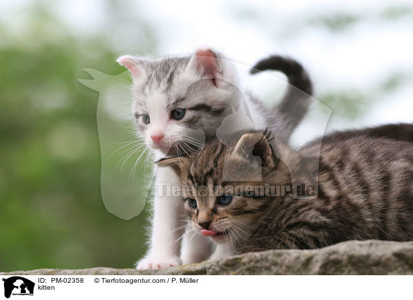 Ktzchen / kitten / PM-02358