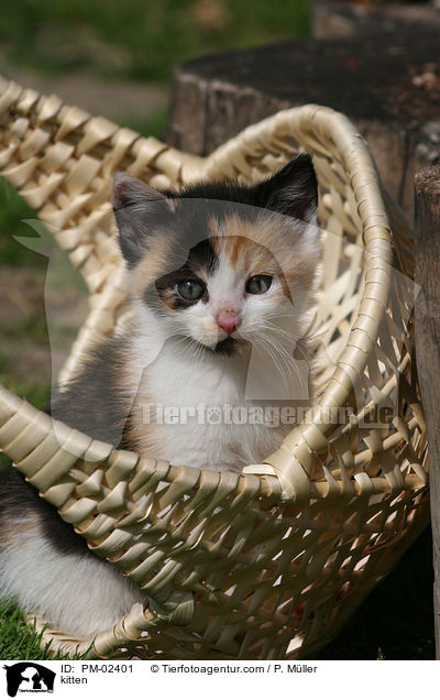 Ktzchen / kitten / PM-02401