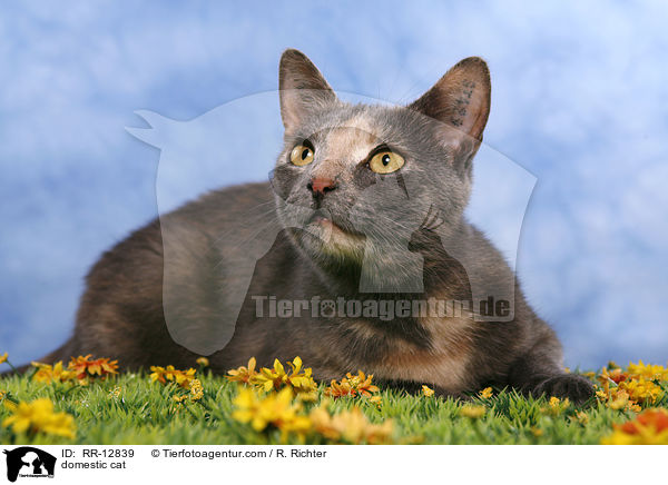 Hauskatze / domestic cat / RR-12839