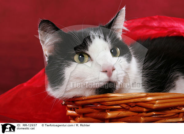 Hauskatze / domestic cat / RR-12937