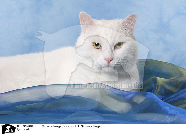 liegender Britisch-Kurzhaar-Mischling / lying cat / SS-08680