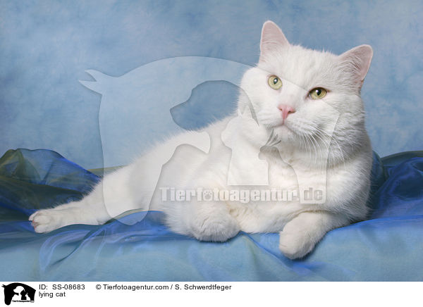 liegender Britisch-Kurzhaar-Mischling / lying cat / SS-08683