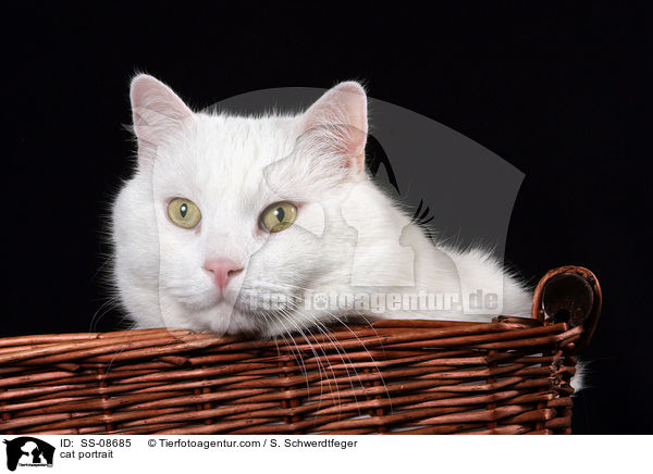 Britisch-Kurzhaar-Mischling Portrait / cat portrait / SS-08685