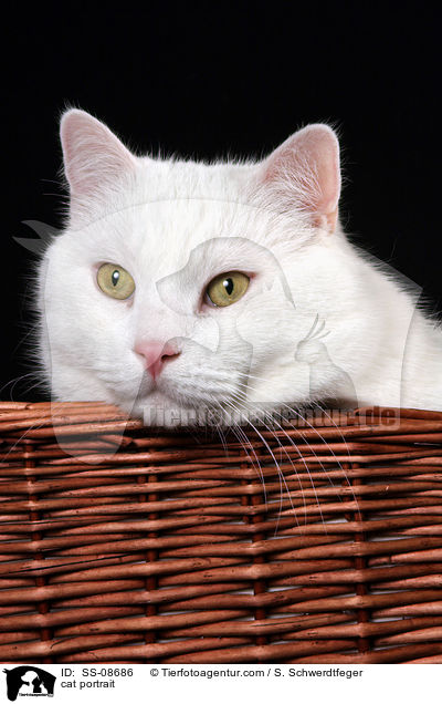 Britisch-Kurzhaar-Mischling Portrait / cat portrait / SS-08686