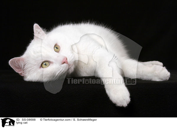 liegender Britisch-Kurzhaar-Mischling / lying cat / SS-08688