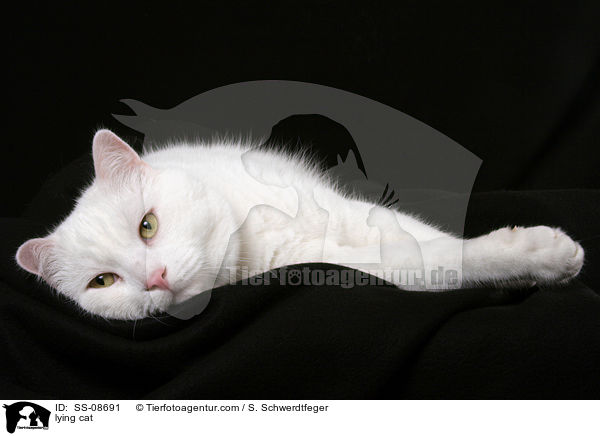 liegender Britisch-Kurzhaar-Mischling / lying cat / SS-08691
