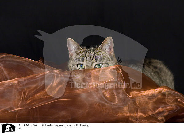 Europisch Kurzhaar / cat / BD-00594