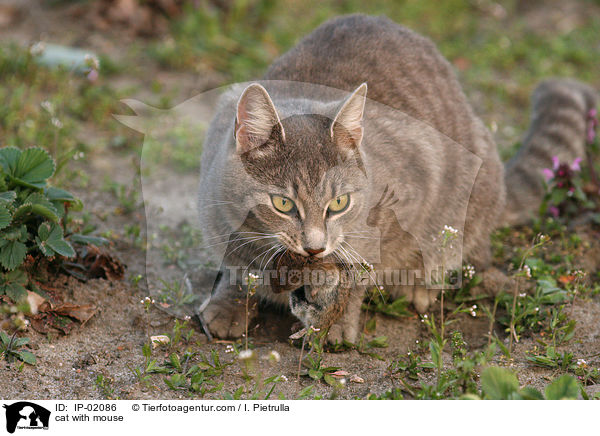 Katze mit Maus / cat with mouse / IP-02086