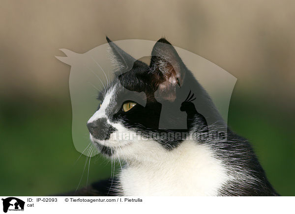 cat / IP-02093