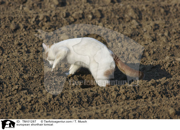 Europisch Kurzhaar Kater / european shorthair tomcat / TM-01287