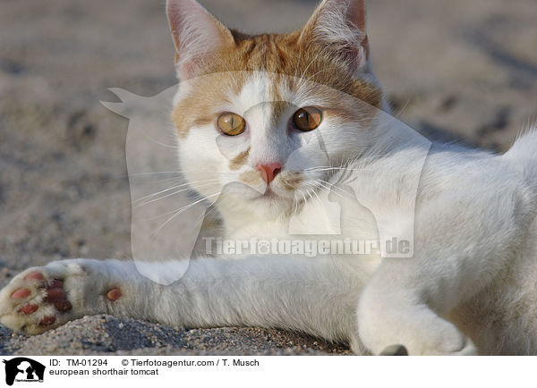 Europisch Kurzhaar Kater / european shorthair tomcat / TM-01294
