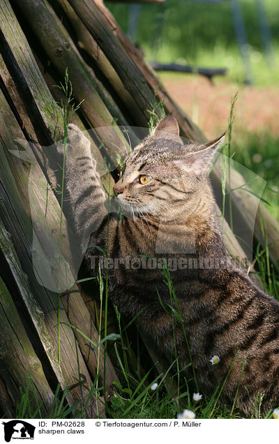 Katze beim Krallen wetzen / sharpen claws / PM-02628