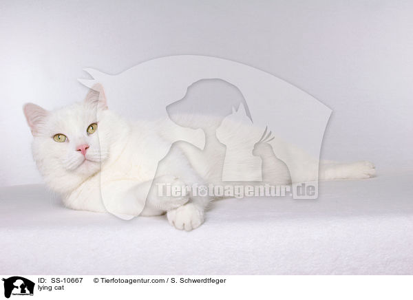 liegende Katze / lying cat / SS-10667