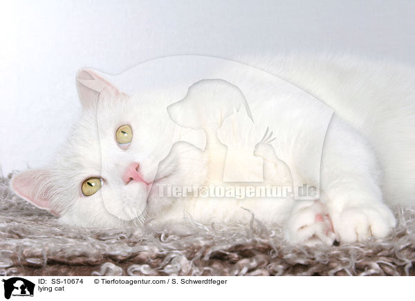 liegende Katze / lying cat / SS-10674