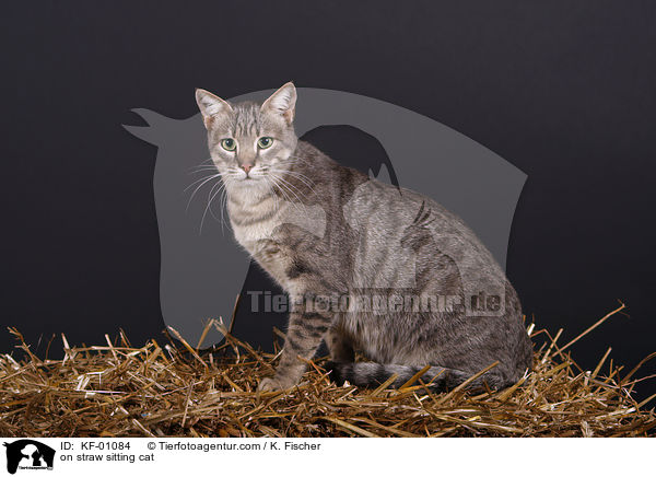 auf Stroh sitzende Hauskatze / on straw sitting cat / KF-01084