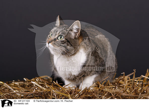 Hauskatze / domwstic cat / KF-01104