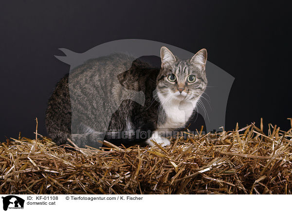 Hauskatze / domwstic cat / KF-01108