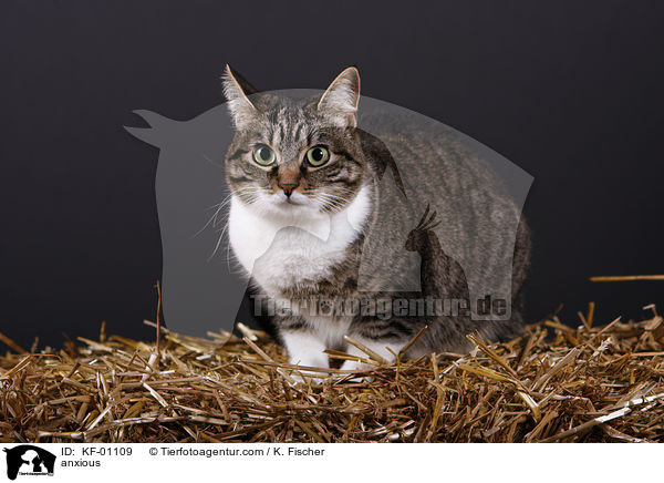 Unsicherheit / anxious / KF-01109